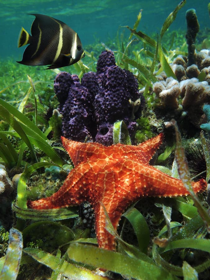 Underwater starfish with sponge and an angelfish