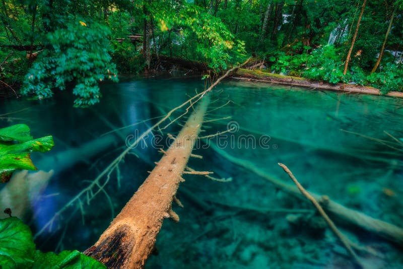 Underwater tree stock image. Image of rural, outdoors 85964065