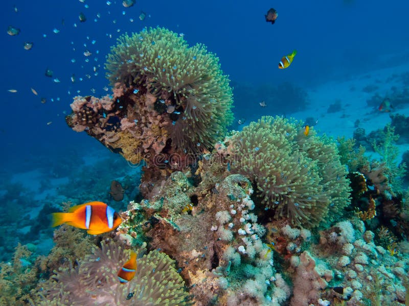 Underwater Tropical Reef Scene Stock Image - Image of coral, marine ...