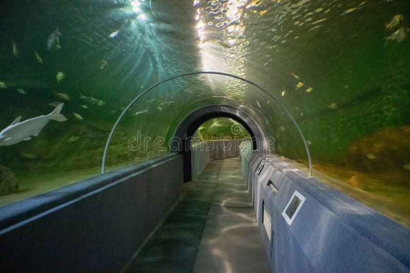Aquarium Tunnel Underwater stock photo. Image of underwater 24762166