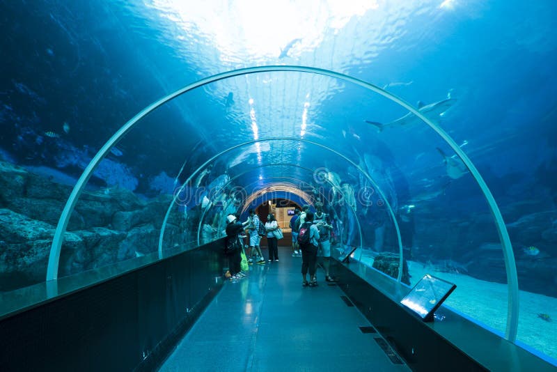 Underwater Tunnel in Big Walkin Aquarium Stock Image Image of coral