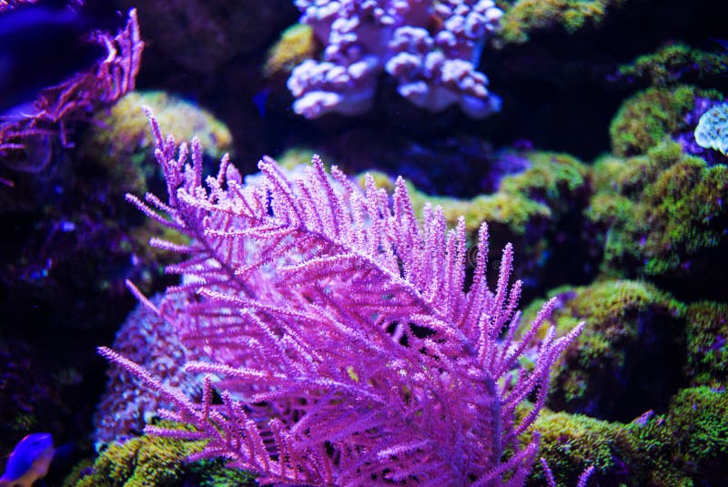 Underwater, Underwater World, Coral Reef Stock Photo Image of