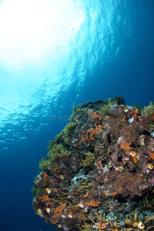 Underwater view