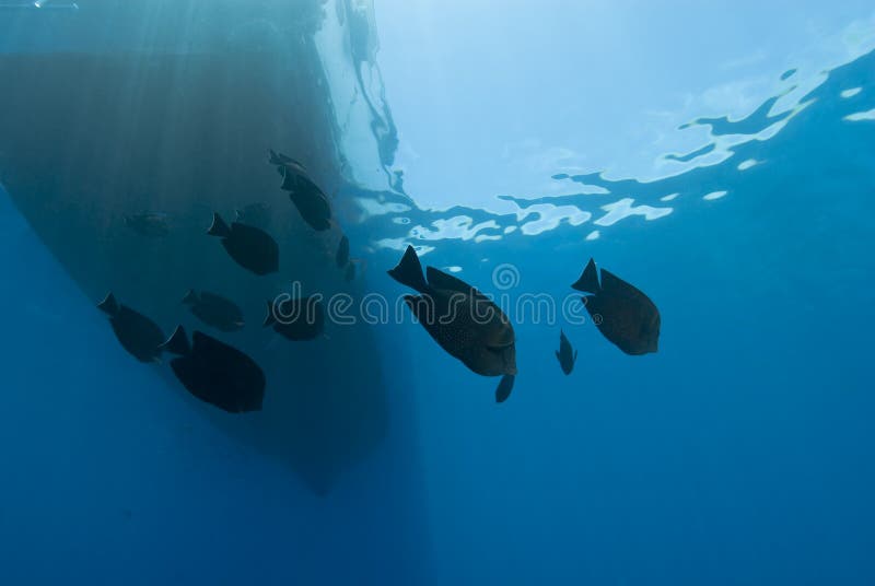 Underwater view of boat silhouette with fish.