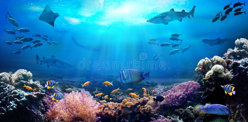 Ocean Underwater with Marine Animals. 3D Illustration Stock Illustration - Illustration of shellfish, aquatic: 149710873 Ocean Underwater with Marine Animals. 3D Illustration Stock Illustration - Illustration of shellfish, aquatic: 149710873