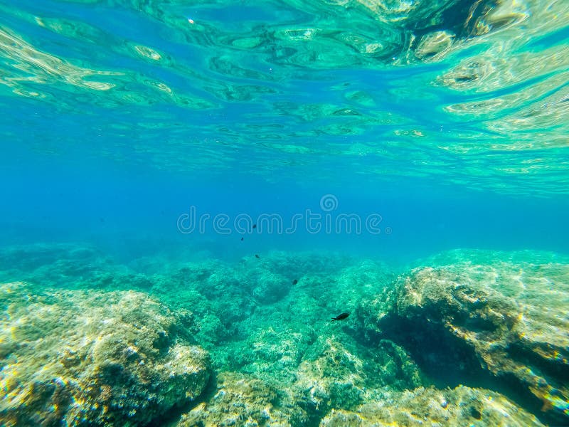 Underwater View of Fish and Rocks in Sardinia Sea Floor Stock Image ...
