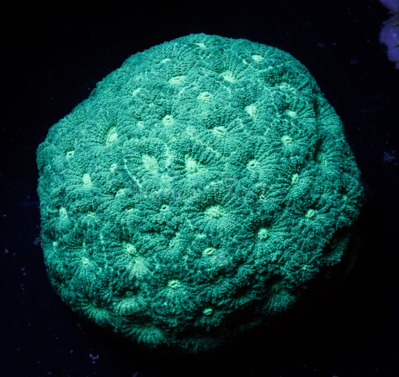 Favia Brain Coral stock photo. Image of colour, green 100620492