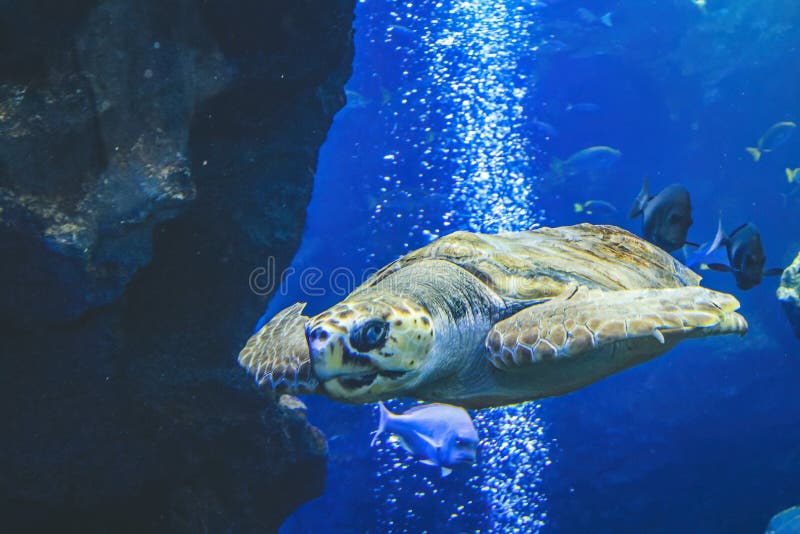 Underwater View Kyoto Aquarium, Kyoto, Japan Stock Photo Image of