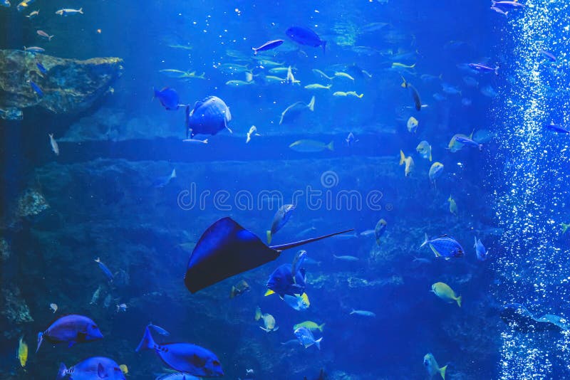 Underwater View Kyoto Aquarium, Kyoto, Japan Stock Image Image of