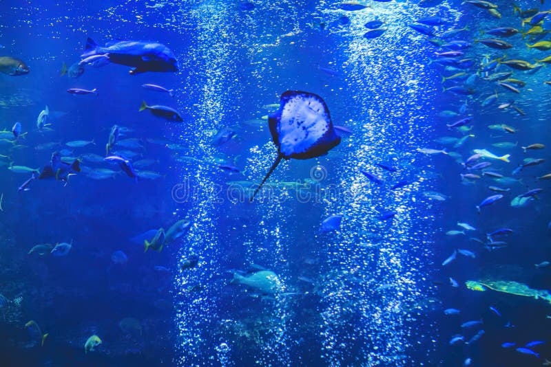 Underwater View Kyoto Aquarium, Kyoto, Japan Stock Photo Image of