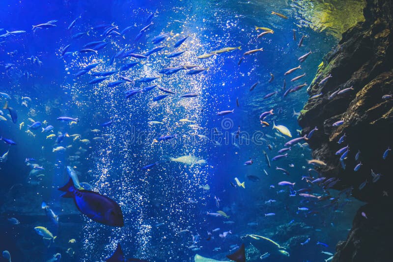 Underwater View Kyoto Aquarium, Kyoto, Japan Stock Image Image of