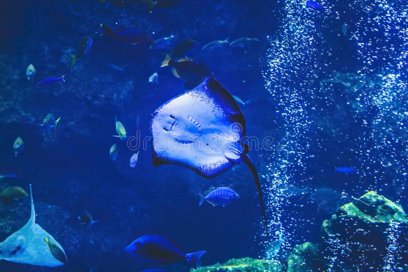 Underwater View Kyoto Aquarium, Kyoto, Japan Editorial Image Image of
