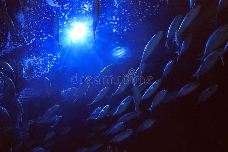 Underwater View school of fish stock image Underwater View school of fish stock image