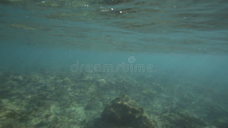 Underwater view of surfing and breaking waves over tropical coral reef