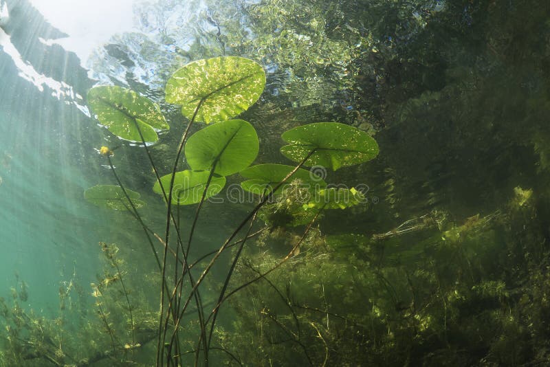 Underwater Water Lily Nuphar Lutea Stock Image - Image of lillies ...