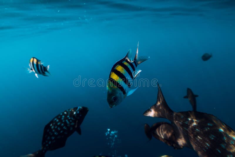 Underwater Wild World With School Of Fish In Ocean Stock Photo - Image ...