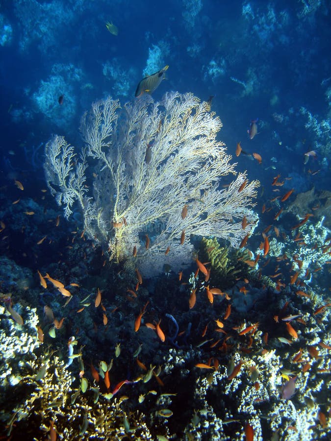 Underwater world stock photo