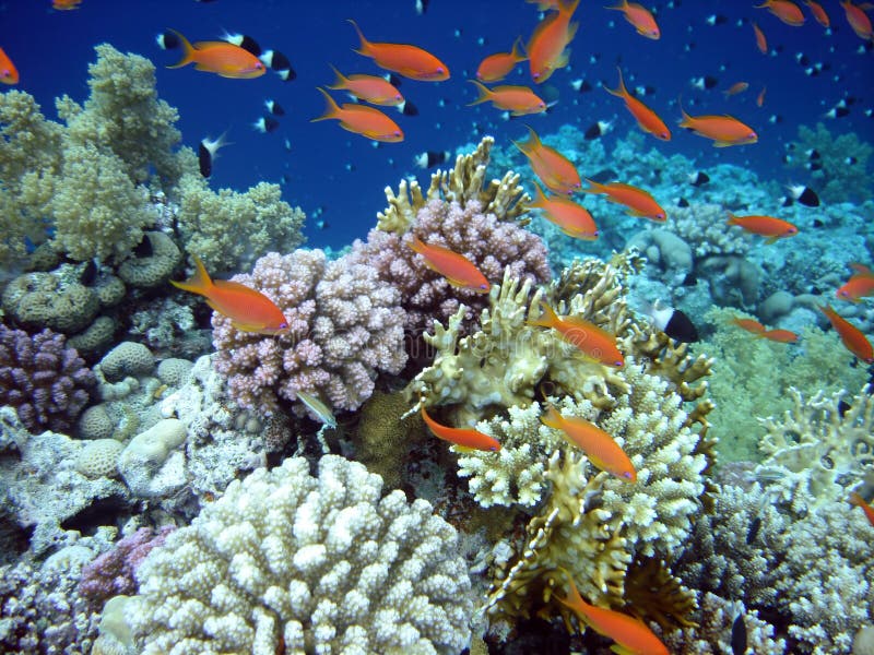 Under the Sea stock image. Image of blue, aquarium, green - 8319267