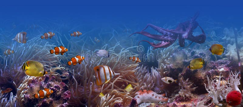 Nếu bạn yêu thích đại dương thì hẳn rạn san hô sẽ là điểm tuyệt vời để ngắm nhìn. Bức ảnh này sẽ đưa bạn đến với thế giới đầy màu sắc và đa dạng của rạn san hô với những con vật sống động và những mảng san hô tuyệt đẹp.