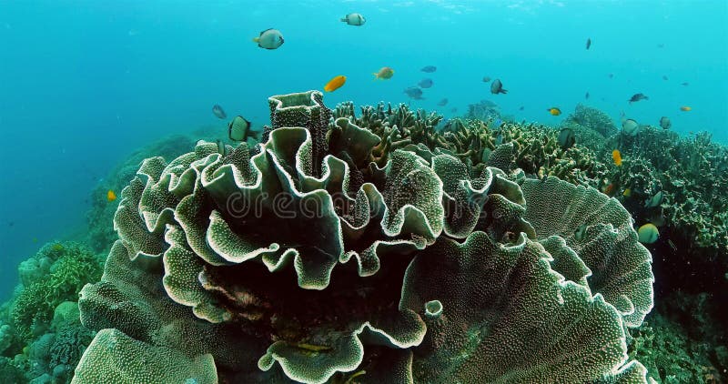 Underwater world with colorful fish and corals.