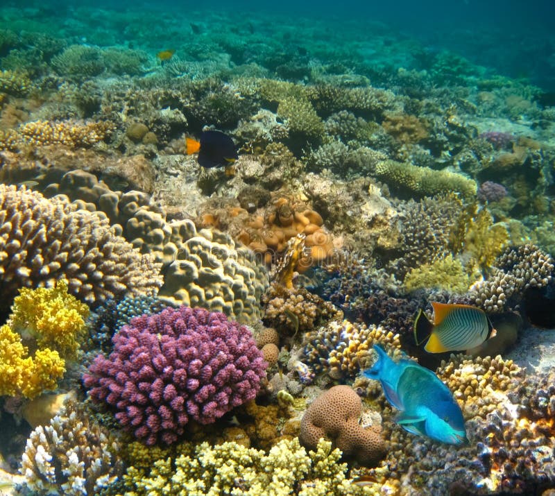 Underwater World. Coral Fishes of Red Sea Stock Photo - Image of dream ...