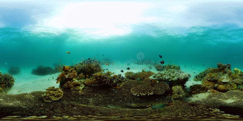 The Underwater World of a Coral Reef. Philippines. Virtual Reality 360 ...