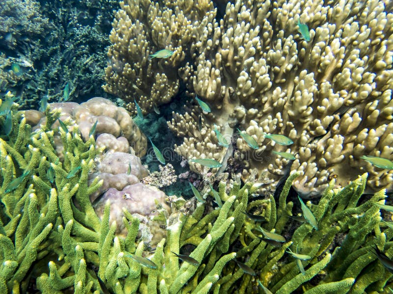 Corals, anemones, green fishes, underwater garden, South Pacific Ocean. Small blue green Damsels, beautiful underwater world