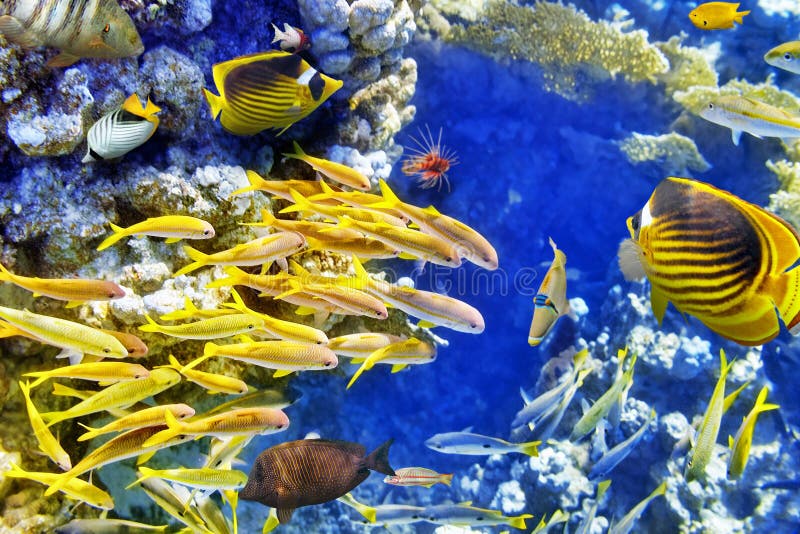 Fish and Coral of the Red Sea Stock Image - Image of underwater, nature ...