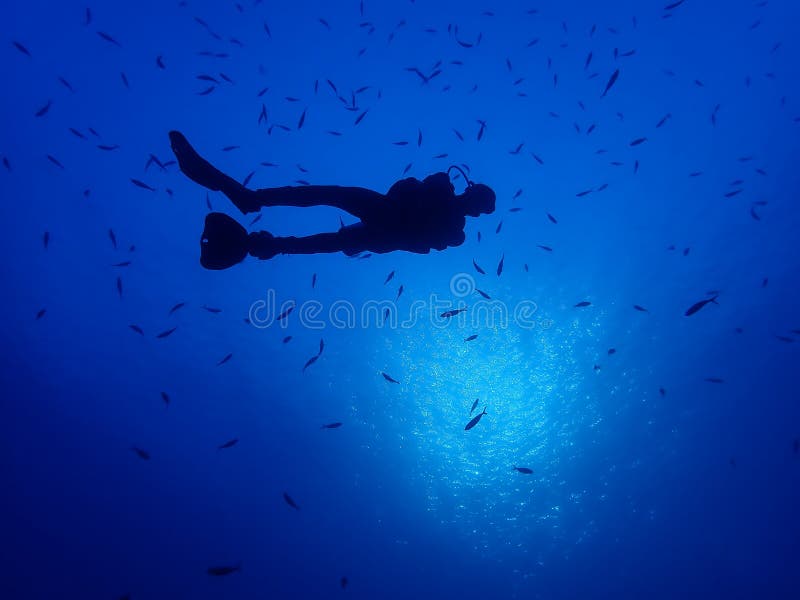 Underwater world in deep water in coral reef and plants flowers flora in blue world marine wildlife, Fish, corals and sea creature