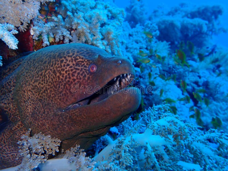 Underwater world in deep water in coral reef and plants flowers flora in blue world marine wildlife, Fish, corals and sea creature