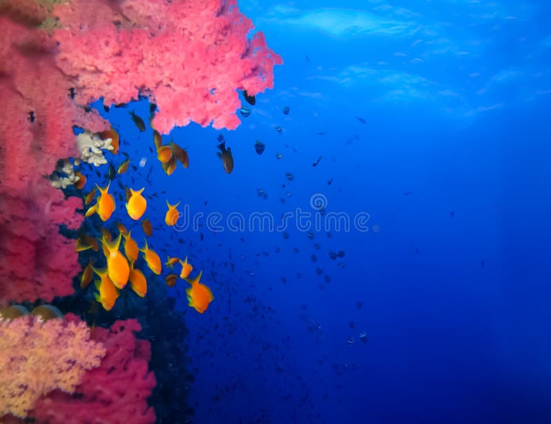 Underwater world in deep water in coral reef and plants flowers flora in blue world marine wildlife, Fish, corals and sea creature