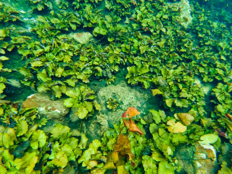 Underwater World, Bright Green Algae: Khám phá vẻ đẹp đầy bí ẩn của thế giới đại dương với tảng san hô và rong biển xanh tươi. Hình ảnh sẽ đưa bạn thẳng vào dòng nước trong veo để chiêm ngưỡng những sinh vật độc đáo và vô cùng đẹp mắt trong môi trường sống tự nhiên cực kì tuyệt vời.