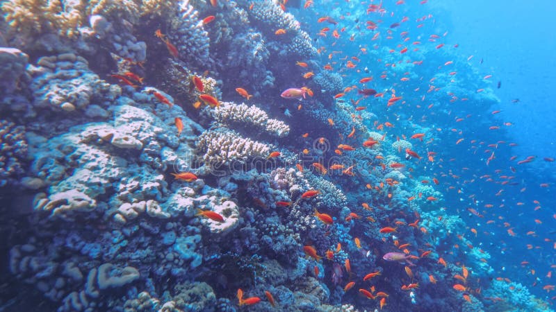 The Underwater World of the Red Sea, Corals, a Flock of Fish Antias ...