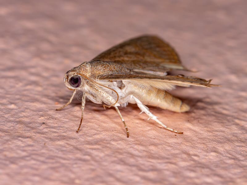 Brazilian Underwing moth stock photo. Image of brazil - 195298726