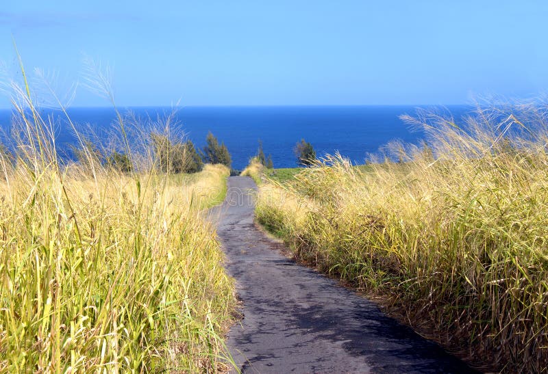 Acres of undeveloped Hawaiian real estate is becoming a premium on the Big Island of Hawaii. This Sugarcane field spreads downhill towards the ocean. Acres of undeveloped Hawaiian real estate is becoming a premium on the Big Island of Hawaii. This Sugarcane field spreads downhill towards the ocean.