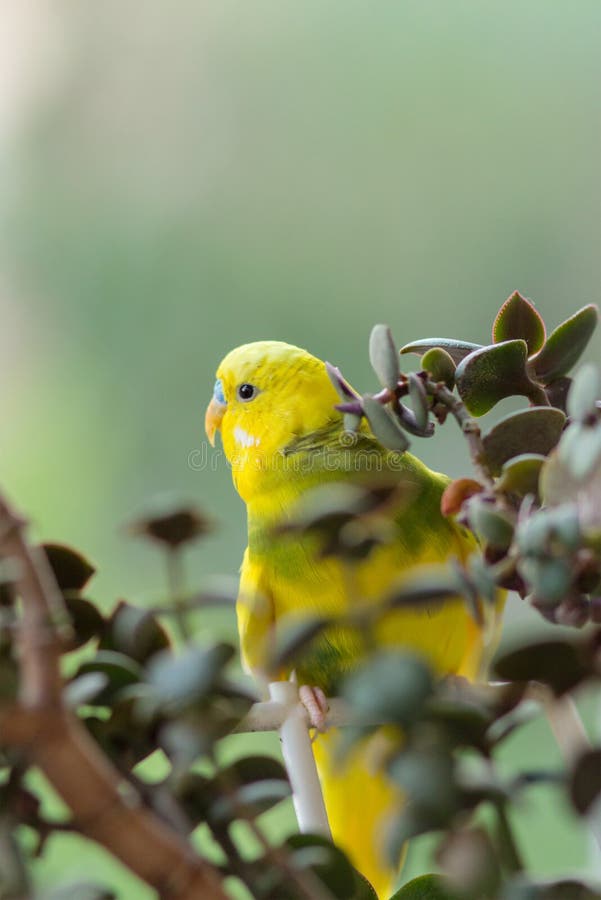 Undulatet sitter på en filial Papegojan citron-färgas ljust Fågelpapegojan är ett husdjur Härlig älsklings- krabb papegoja arkivfoton Undulatet sitter på en filial Papegojan citron-färgas ljust Fågelpapegojan är ett husdjur Härlig älsklings- krabb papegoja arkivfoton