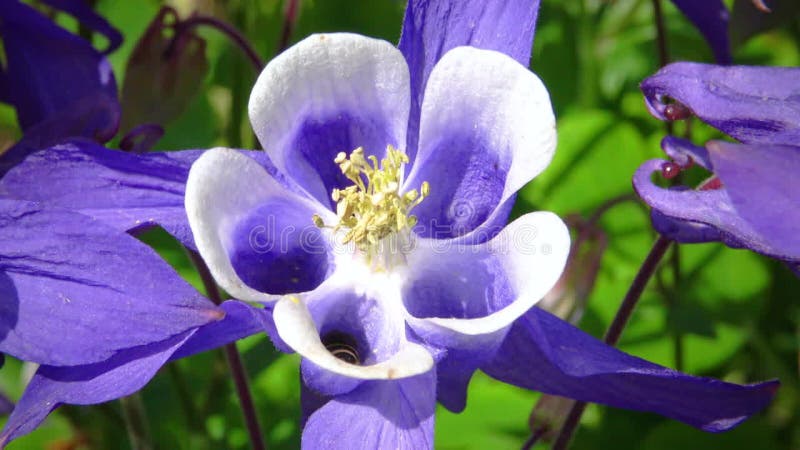 Une abeille collecte le nectar et le pollen d'une fleur violette d'une plante aquilegia vulgaris odessa banque de vidéos