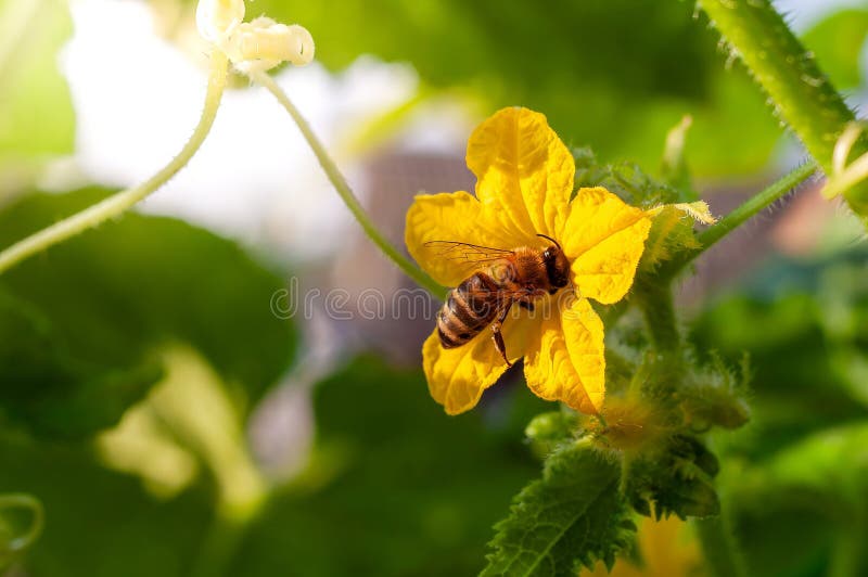 Une abeille de miel recueille avec diligence le pollen d'une fleur de concombre jaune vif par jour ensoleillé. photos libres de droits