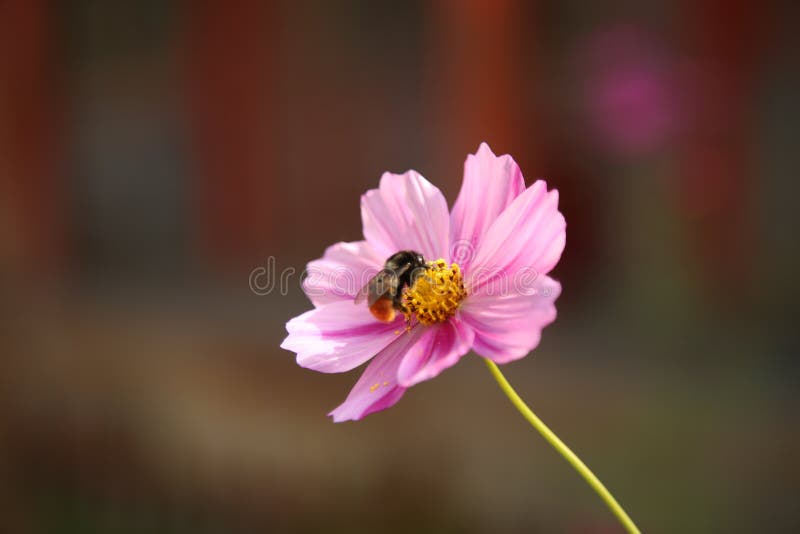Une abeille et sa fleur photo libre de droits Une abeille et sa fleur photo libre de droits