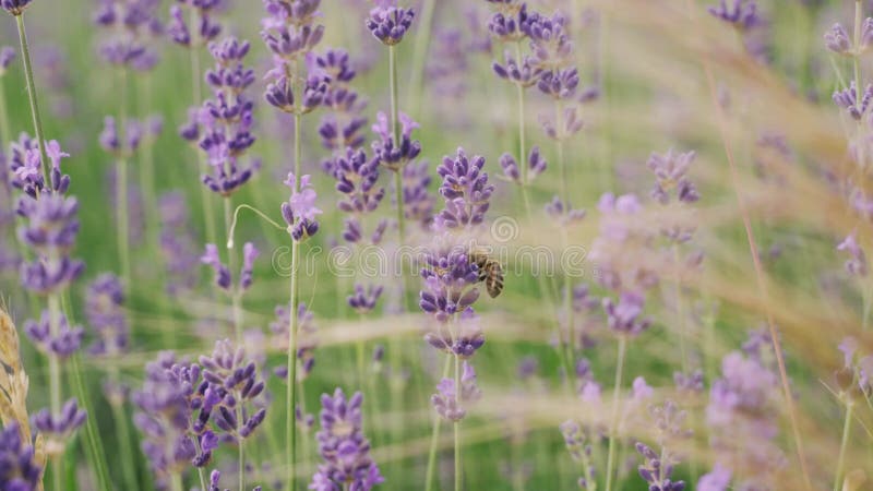 Une abeille pollinise une fleur de lavande violette dans un champ de lavande. clips vidéos