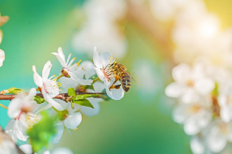Download Une Abeille Sur Des Flovers De Floraison De Cerisier Photo stock - Image du vieux, conception: 45362980