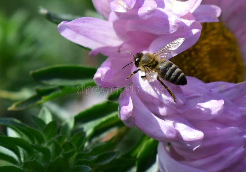417 Patte D Abeille Photos Libres De Droits Et Gratuites De Dreamstime 417 Patte D Abeille Photos Libres De Droits Et Gratuites De Dreamstime