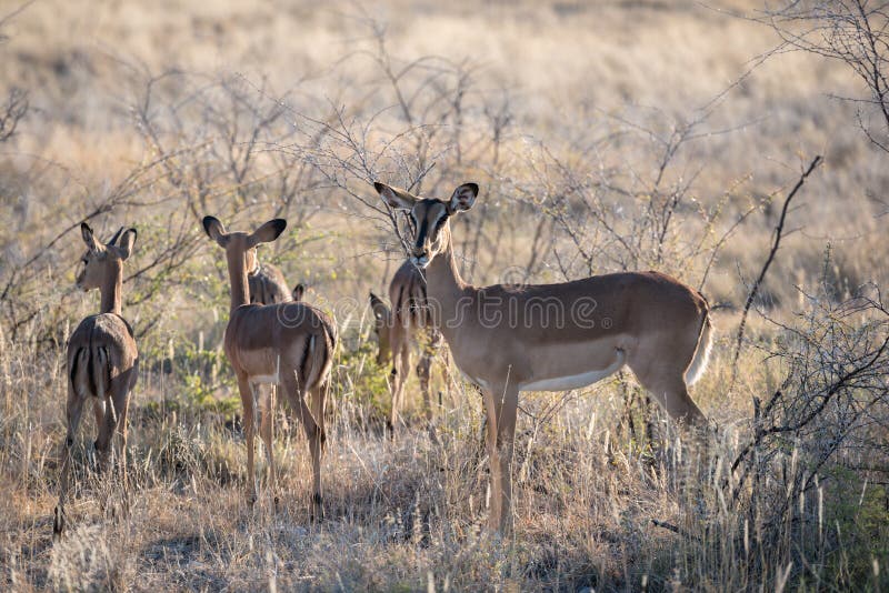 Une antilope avec des animaux de bébé regarde avec précaution dans l'appareil-photo images libres de droits Une antilope avec des animaux de bébé regarde avec précaution dans l'appareil-photo images libres de droits