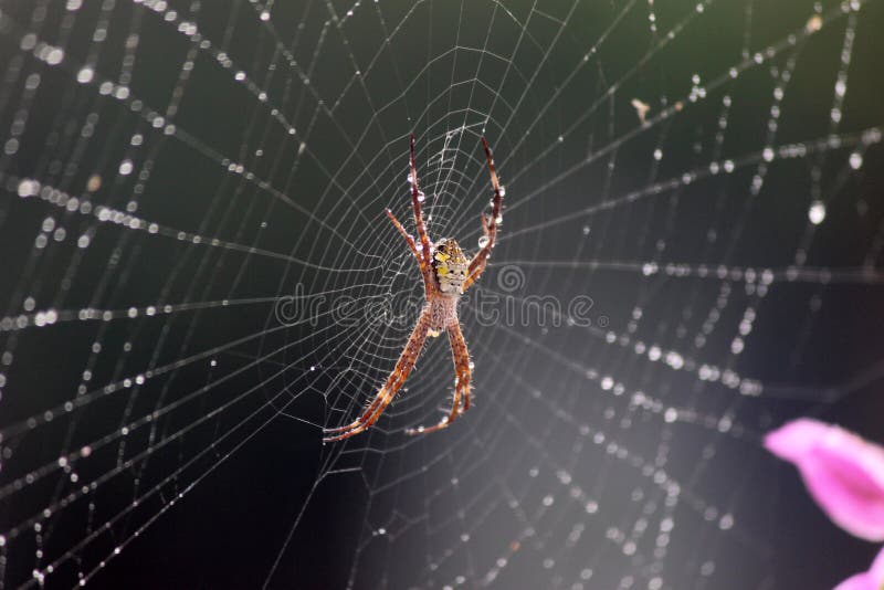 Une Araignée Perchée Sur Sa Toile Image stock - Image du ligne, spiderweb:  233737129