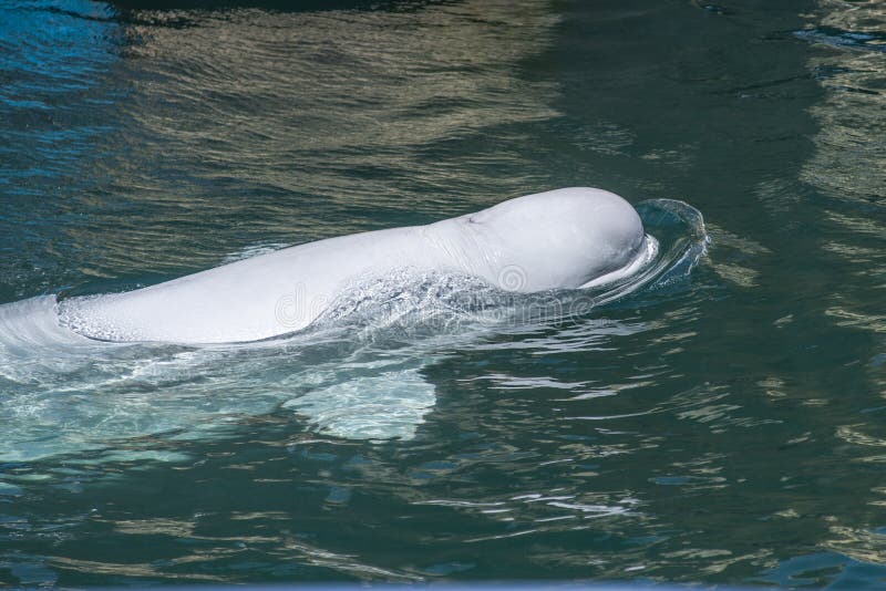 La Baleine Blanche Nage Dans L'eau Bleue Photo stock Image du charmer, blanc 24935958