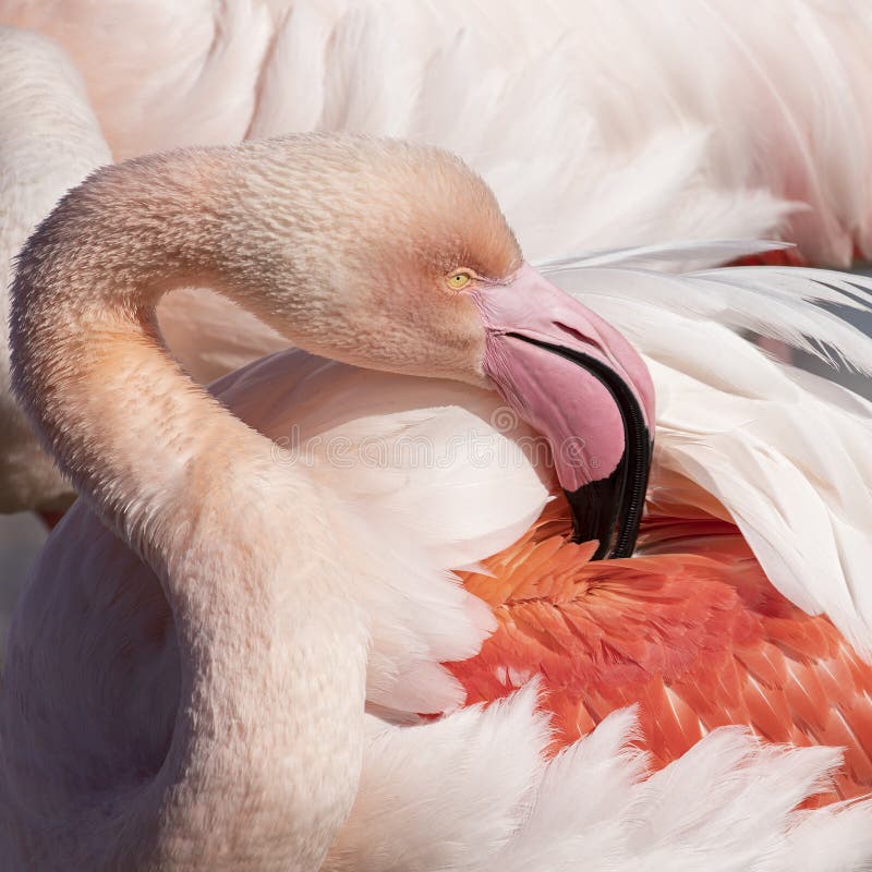 A pink male flamingo in the Camargue region in the south of France. A pink male flamingo in the Camargue region in the south of France