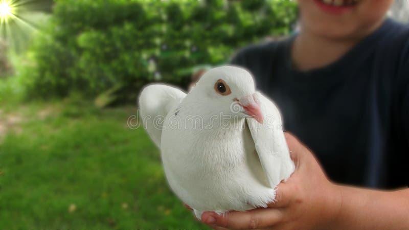 Une belle colombe blanche se reposant dans les mains de l'enfant photo libre de droits Une belle colombe blanche se reposant dans les mains de l'enfant photo libre de droits