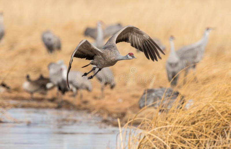 Une belle grue de sandhill volant au-dessus d'un pré marécageux image stock Une belle grue de sandhill volant au-dessus d'un pré marécageux image stock