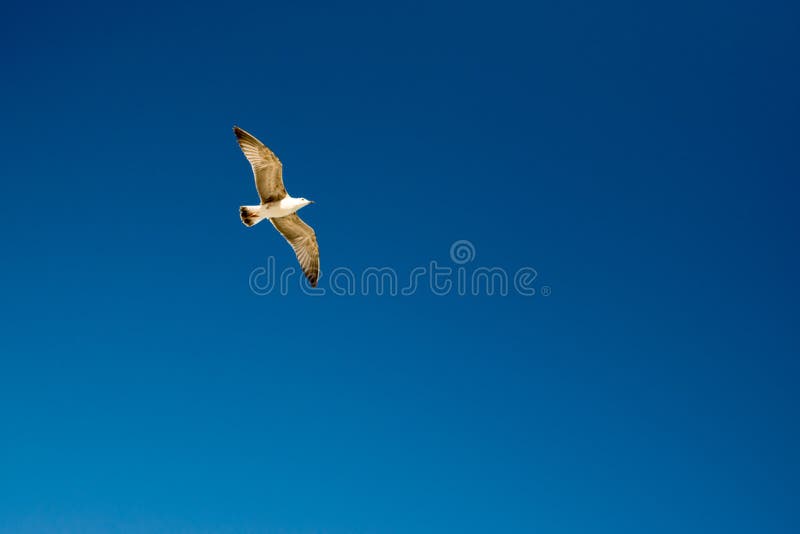 Une belle mouette vole dans le ciel bleu clair photos libres de droits Une belle mouette vole dans le ciel bleu clair photos libres de droits