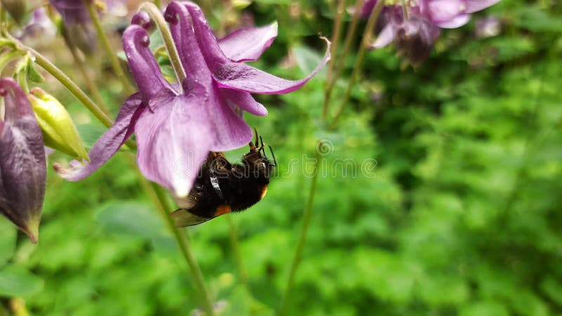 Une bourdon ramasse du nectar sur une fleur clips vidéos